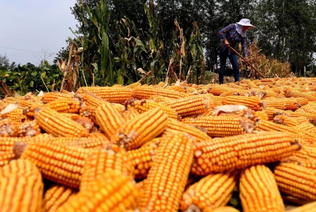 四间房镇“干群齐上阵，抢收保民生”志愿活动